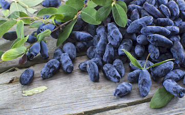 Novel Food as a driver for innovation