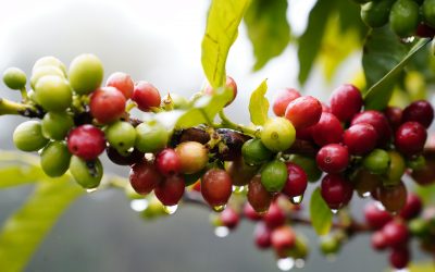Cascara – the traditional food is finally authorized